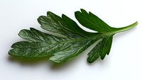 Fresh green parsley leaf isolated on white background, showing detailed texture and veins. Natural herb ingredient for cooking and garnishing.