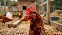 Brown hen with red comb in farmyard chicken coop for poultry farming and organic agriculture concepts.