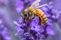 Honey bee collecting nectar from vibrant purple lavender flowers in macro photography, showing detailed wings, body segments and antennae against soft purple background.