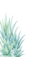 Watercolor agave plant with pointed green and blue-toned leaves isolated on white background, suitable for botanical designs, home decor, and wellness branding projects.