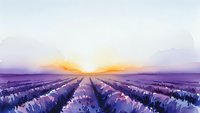 Lavender field rows stretching toward golden sunrise horizon with purple flowers blooming in agricultural landscape for aromatherapy and wellness concepts.