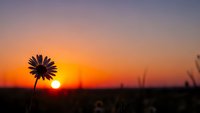 Silhouette of daisy flower against vibrant orange sunset sky with warm golden light creating peaceful nature scene for meditation and wellness content.