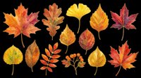 Watercolor autumn leaves collection isolated on transparent background, ready for T-shirts, stickers, clipart, sublimation, and print on demand design use.