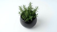 Fresh rosemary herb plant in modern black ceramic pot isolated on white background for culinary cooking and kitchen garden design projects.