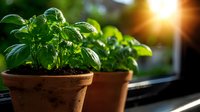 Fresh basil plants growing in terracotta pots on sunny windowsill with warm sunlight streaming through leaves, creating natural garden atmosphere.
