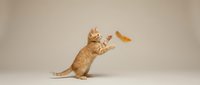 Playful orange tabby kitten jumping and reaching for floating treat on neutral background, perfect for pet food advertising and animal care campaigns.
