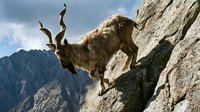Mountain goat climbing steep rocky cliff face with dramatic alpine landscape and cloudy sky background showcasing wildlife agility and natural habitat.