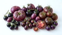 Fresh purple heirloom tomatoes variety collection with cherry tomatoes on white background, organic vegetables for healthy cooking and farm market.