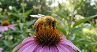 Honeybee collecting nectar from purple coneflower in summer garden. Pollination process with bee on echinacea bloom surrounded by green foliage and flowers.