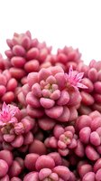Pink succulent plants with clustered round leaves and small flowering blooms, isolated on white background for botanical design, gardening projects, and nature-themed compositions.