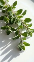 Fresh oregano herb sprigs with green leaves on white surface in natural sunlight for culinary cooking and Mediterranean cuisine recipes.