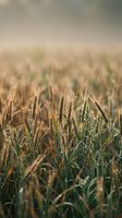 Golden wheat field with ripe grain stalks swaying in warm sunlight during harvest season creating peaceful rural agricultural landscape for farming content.