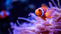 Vibrant orange and white clownfish swimming near purple sea anemone tentacles against dark blue underwater background, macro aquatic nature photography.