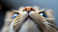 Close up macro shot of cat nose and whiskers with blue eyes in background, showing detailed feline facial features in shallow depth of field photography.