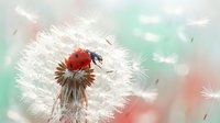 Ladybug perched on dandelion seedhead with floating seeds against soft blurred background, nature macro photography for spring and summer designs.