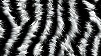 Abstract black and white wavy fur pattern creates dynamic motion effect. Seamless monochrome background design perfect for textile, fashion prints and creative projects.