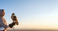 Middle Eastern woman wearing traditional hijab holding trained falcon at sunrise for falconry sport and wildlife activity.