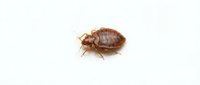 Isolated brown bedbug on white background, detailed macro view of parasitic insect pest for educational, medical, and pest control documentation purposes.
