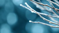 Delicate frost-covered winter branches against blurred teal bokeh background create serene seasonal atmosphere, capturing natural cold weather detail.