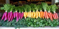 Fresh rainbow carrots in vibrant purple, yellow, and orange colors arranged in rows on green herbs, showcasing organic farm produce for healthy eating and cooking.