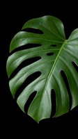 Tropical monstera leaf isolated on transparent background, ready for t-shirt design, stickers, clipart, print on demand, and sublimation projects.