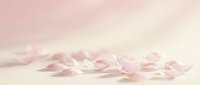 Soft pink rose petals scattered on light surface with dreamy bokeh background for romantic wedding and spa concepts.
