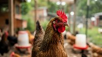 Brown hen with red comb in chicken coop with feeding equipment and blurred farm background for poultry farming and agriculture concepts.