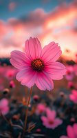 Pink cosmos flower in full bloom against dramatic sunset sky, with soft bokeh background creating dreamy atmosphere. Macro photography highlights delicate petals.
