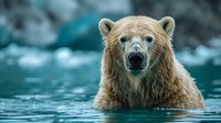 Majestic polar bear swimming in turquoise arctic waters, wet fur glistening as it emerges, displaying powerful presence against blurred glacial background.