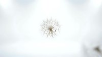 Delicate dandelion seed head with wispy white seeds ready to disperse, floating against soft blurred background, symbolizing wishes and new beginnings.
