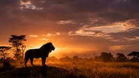 Majestic lion silhouette standing on rocky outcrop during golden sunset in African savanna with acacia trees and dramatic orange sky creating wildlife scene.