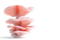 Pink oyster mushrooms stacked in artistic composition against white background, showing delicate gills and layered structure. Isolated food photography.