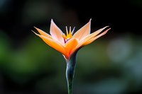 Vibrant bird of paradise flower blooming against dark blurred background, showcasing exotic orange and pink petals with dramatic lighting for nature photography.