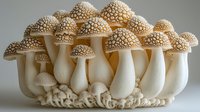 Cluster of white mushrooms with textured spotted caps growing together on gray background, showing detailed fungi structure and natural patterns.