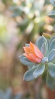 Blooming succulent plant with coral pink flower and blue-green leaves against soft blurred natural background for botanical and gardening projects.