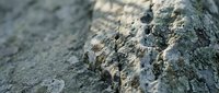 Weathered rock surface with natural cracks and lichen growth showing geological texture and erosion patterns in outdoor environment.