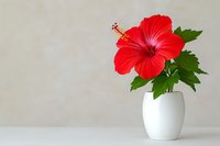 Vibrant red hibiscus flower with green leaves in minimalist white ceramic vase against neutral background, creating serene botanical composition for spa and wellness design.