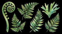 Watercolor green fern leaves and fiddlehead set, isolated on transparent background, ready for t-shirt design, stickers, clipart, sublimation, and print on demand projects.
