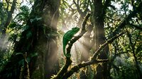 Green chameleon perched on moss-covered branch in misty tropical rainforest with dramatic sunbeams filtering through dense canopy creating atmospheric lighting.