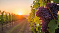 Ripe purple grapes hanging on vine in vineyard at golden sunset with warm light filtering through leaves creating peaceful agricultural scene.
