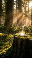 Crystal ball on mossy tree stump in enchanted forest with golden sunlight rays streaming through trees creating magical atmosphere for meditation and spirituality.