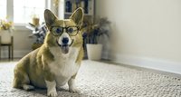 Adorable corgi dog wearing eyeglasses sitting on carpet in modern living room interior with tongue out looking smart and friendly for pet care concepts.