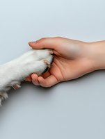 Human hand gently holding white dog paw showing bond between pet and owner on neutral background for veterinary and animal care concepts.