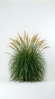 Ornamental pampas grass clump with feathery plumes isolated on white background for landscaping and garden design projects.
