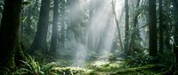 Sunlight streams through towering evergreen trees in a misty forest clearing, creating atmospheric rays through morning fog and lush green undergrowth.