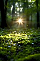 Sunburst through forest trees illuminates delicate white wildflowers and green moss on forest floor, creating magical morning atmosphere with natural lens flare effect.