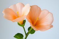 Delicate peach-colored hibiscus flowers with yellow stamens and green leaves against soft light background, showcasing gentle natural curves and translucent petals.