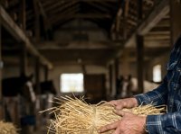 Farmer holding fresh straw in hands inside rustic barn with natural light streaming through windows, agricultural work and harvest concept.