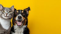 Smiling dog and curious cat portrait on vibrant yellow background. Close-up of pets showing different emotions and personalities, great for veterinary or pet care marketing.