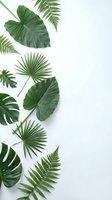 Tropical leaves arrangement on white background with monstera, palm fronds and fern creating natural botanical border with copy space for text design.